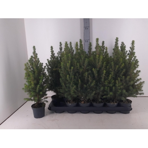 Picea Gl Perfecta P9