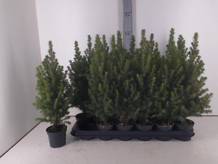 <h4>Picea Gl Perfecta P9</h4>