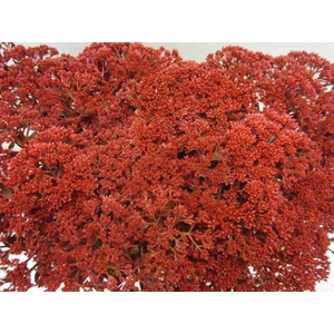 Sedum Bordeaux