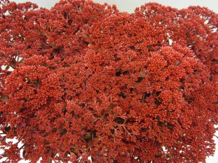 <h4>Sedum Bordeaux</h4>