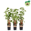 Ribes rubrum Jonkheer van Tets