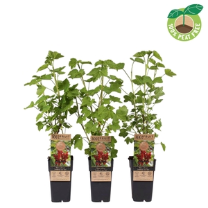 Ribes rubrum Jonkheer van Tets