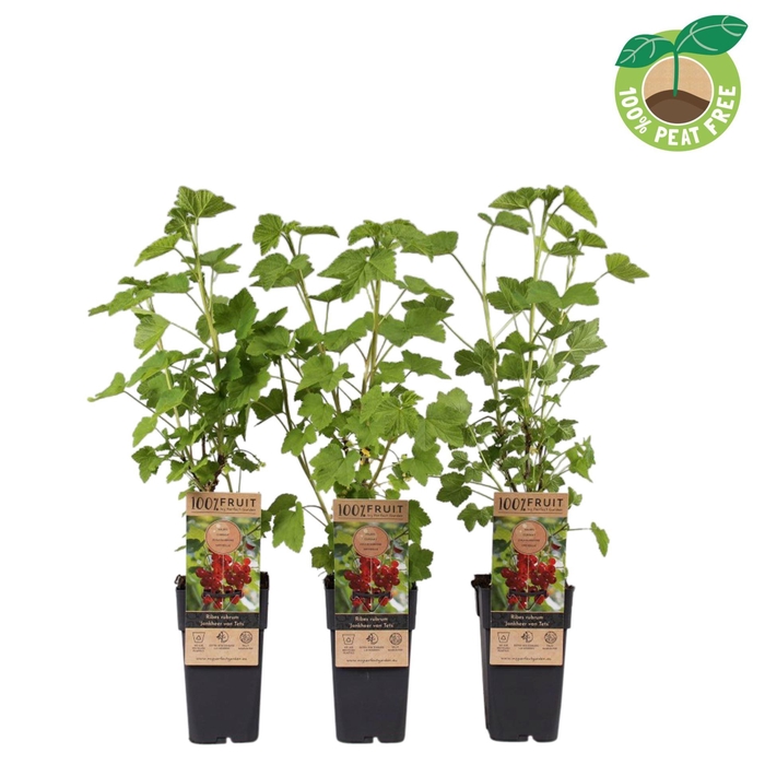 <h4>Ribes rubrum Jonkheer van Tets</h4>