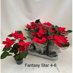 EUPHOR PULCHERRIM OV