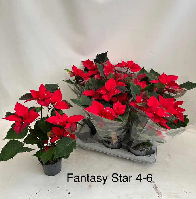 <h4>EUPHOR PULCHERRIM OV</h4>