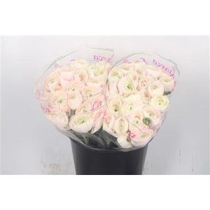 Ran.. Su Hanoi Extra