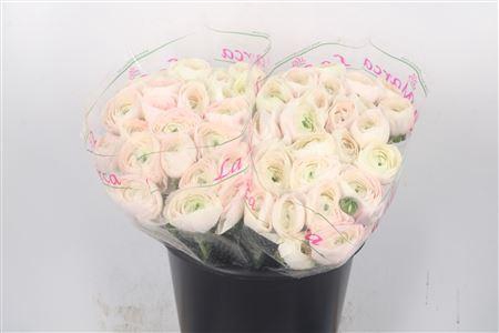 <h4>Ran.. Su Hanoi Extra</h4>