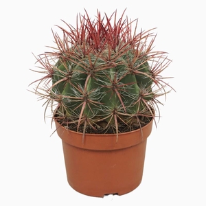 Ferocactus pilosus 0155FST