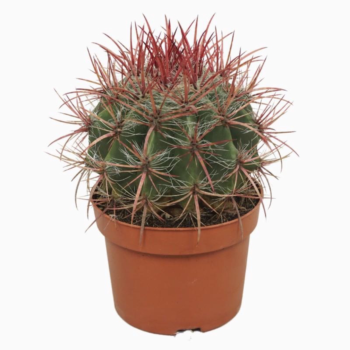 <h4>Ferocactus pilosus 0155FST</h4>