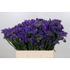 Limonium Navy Sun Birds