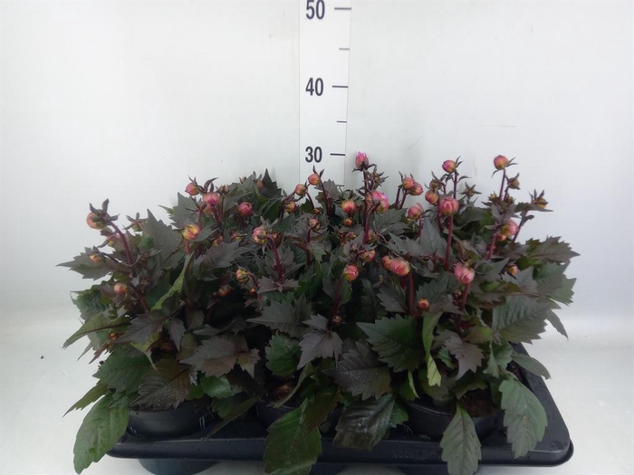 <h4>Dahlia  'Dahlinova Tempt Pink Bico'</h4>