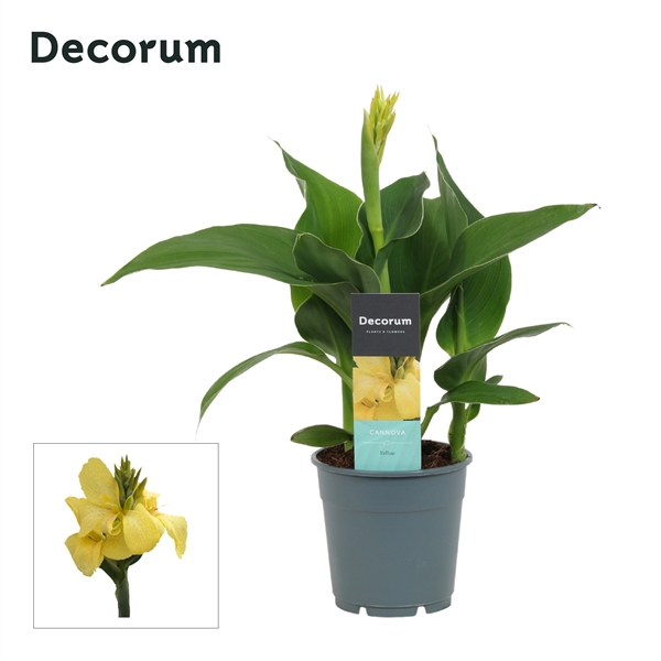 <h4>Canna Yellow (Decorum)</h4>