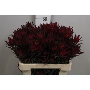 Leucadendron Blush Spray