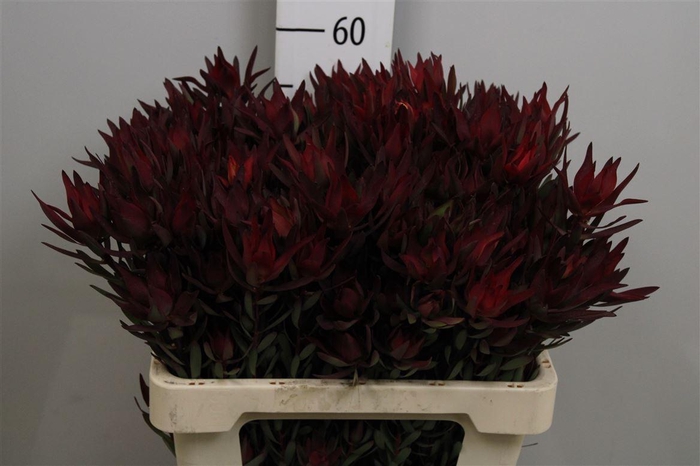 <h4>Leucadendron Blush Spray</h4>