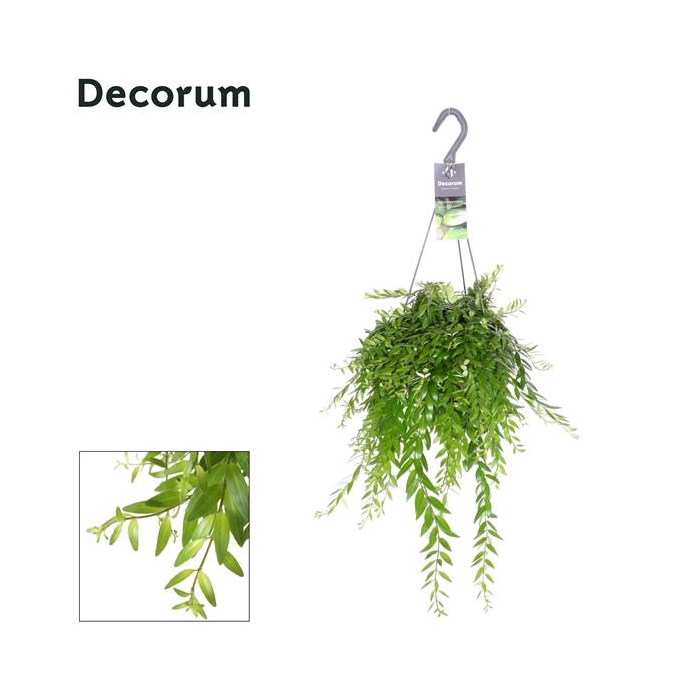 <h4>Aeschynanthus Japhrolepis</h4>