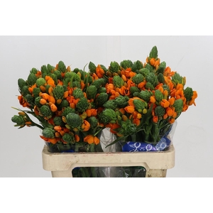 Ornithogalum Dubium Sunshine