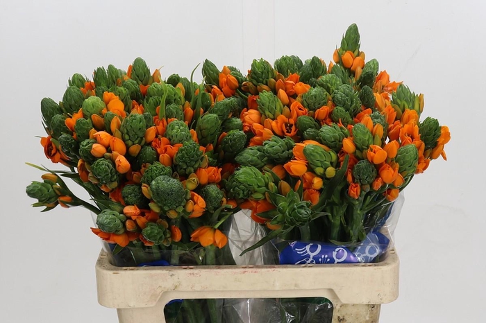 <h4>Ornithogalum Dubium Sunshine</h4>