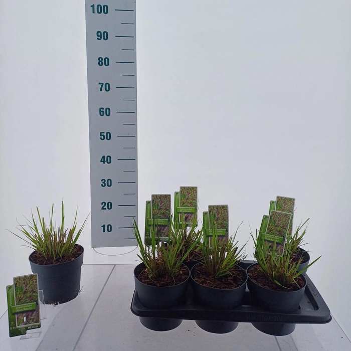 <h4>Pennisetum alopecuroides</h4>