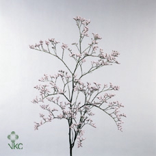<h4>Limonium Pink Emille</h4>