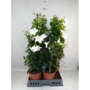 Mandevilla sand. 'SumStar White'