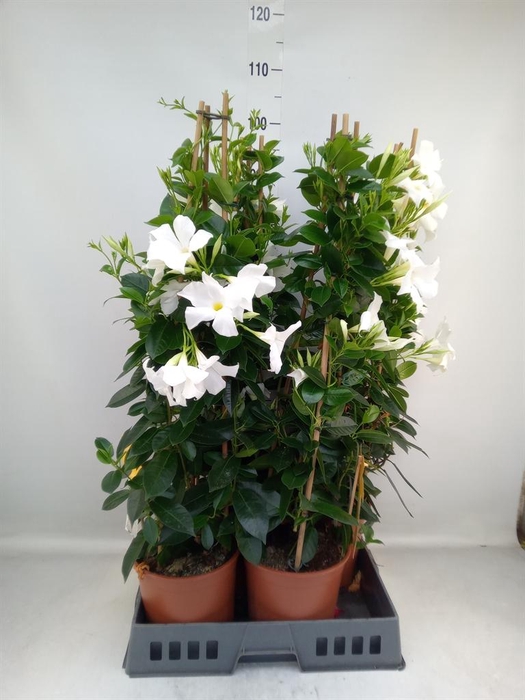 <h4>Mandevilla sand. 'SumStar White'</h4>