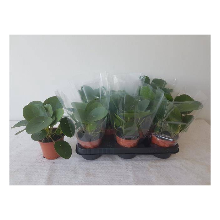 <h4>Pilea peperomoides 11Ø 20cm</h4>