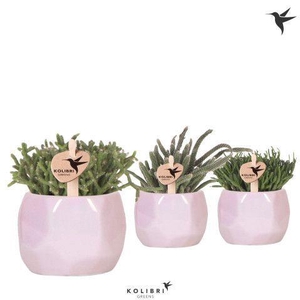 Kolibri Greens Rhipsalis mix in Pearl pot pink
