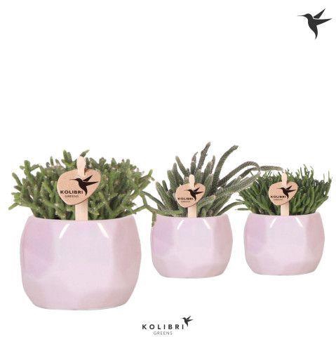 <h4>Kolibri Greens Rhipsalis mix in Pearl pot pink</h4>