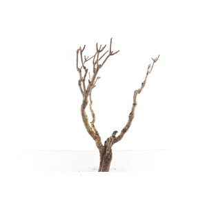 Syringa Branch Super Kubizek