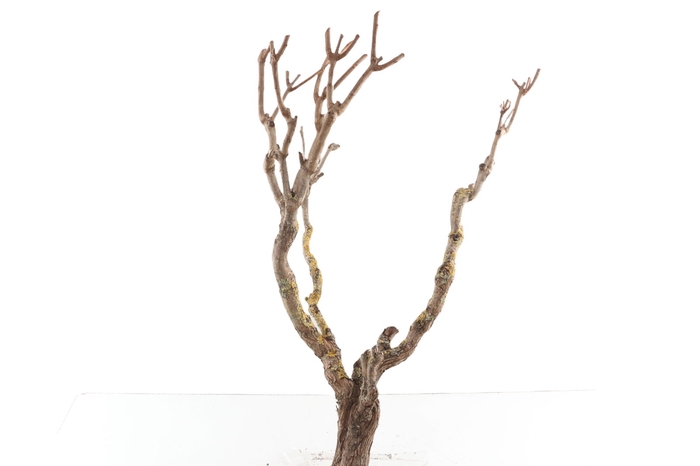 <h4>Syringa Branch Super Kubizek</h4>