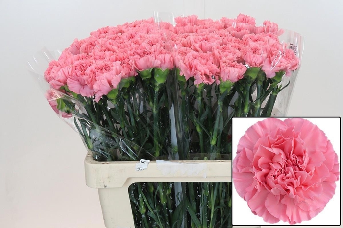 <h4>DI ST CERISIER</h4>