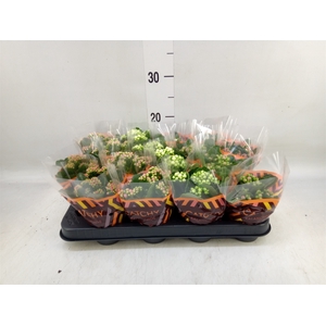 Kalanchoe blos.   ..rosebud mix  5