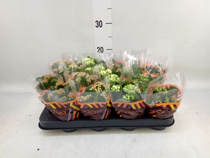 <h4>Kalanchoe blos.   ..rosebud mix  5</h4>