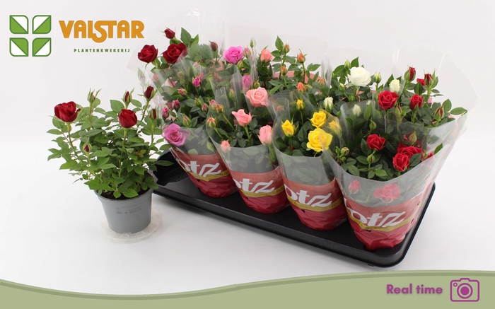 <h4>RO LOTZ OF GEM 6 KL</h4>