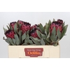 Protea Barbigera Ruby Princess Air