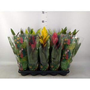 Bromelia   ...mix