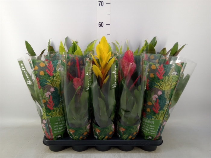 <h4>Bromelia   ...mix</h4>