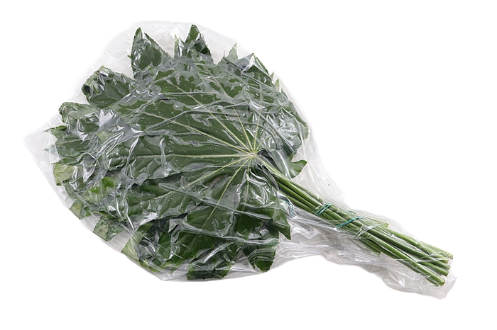<h4>Aralia Super XL Vacuum 60 Cm X5</h4>