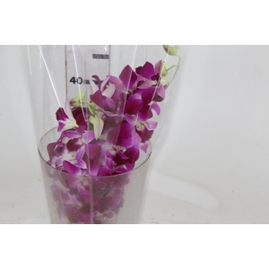 DENPHALAEN MACO PINK MIN 30 FLS