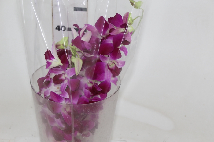 <h4>DENPHALAEN MACO PINK MIN 30 FLS</h4>