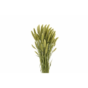 Dried Setaria Natural Bunch