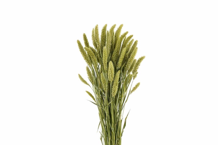 <h4>Dried Setaria Natural Bunch</h4>
