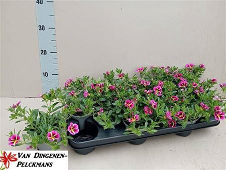 <h4>Calib Rav Pink</h4>