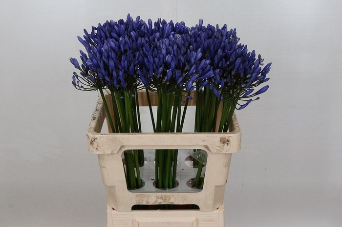 Agapanthus Uri