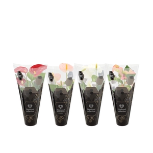 Anthurium 7 cm 4 color mix Diamond sleeve