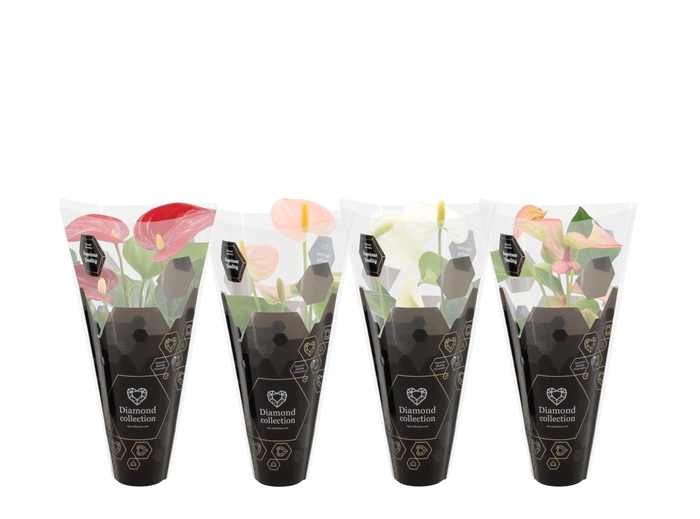 <h4>Anthurium 7 cm 4 color mix Diamond sleeve</h4>
