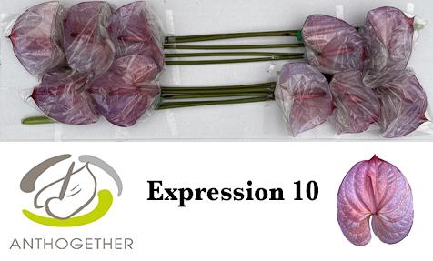 <h4>Anthurium Anth A Ov Klb H</h4>
