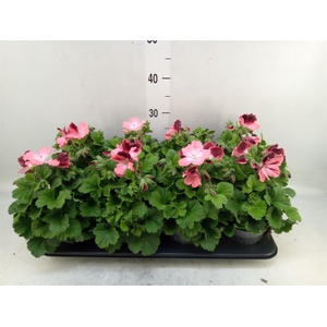 Pelargonium gran.   ..