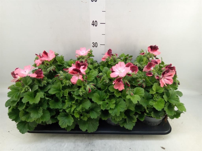 <h4>Pelargonium gran.   ..</h4>