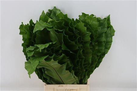 <h4>ASPID ELATIOR</h4>